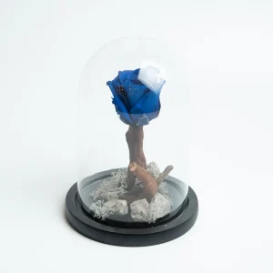 Forever Rose Blue Medium