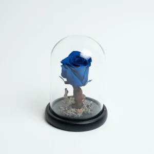 Forever Rose Blue Small