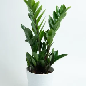 ZAMIA SE KASPO